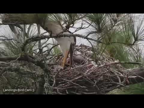 Great Blue Heron Drops A Big Fish For Tiny Nestling In Savannah, Georgia – July 11, 2022
