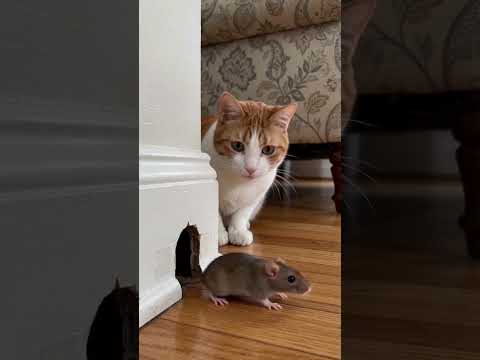 Tom and Jerry, but it's 2026! 😹🐭 | Smart Cat Hack​#TomAndJerry​#FunnyCats​#CatLovers​