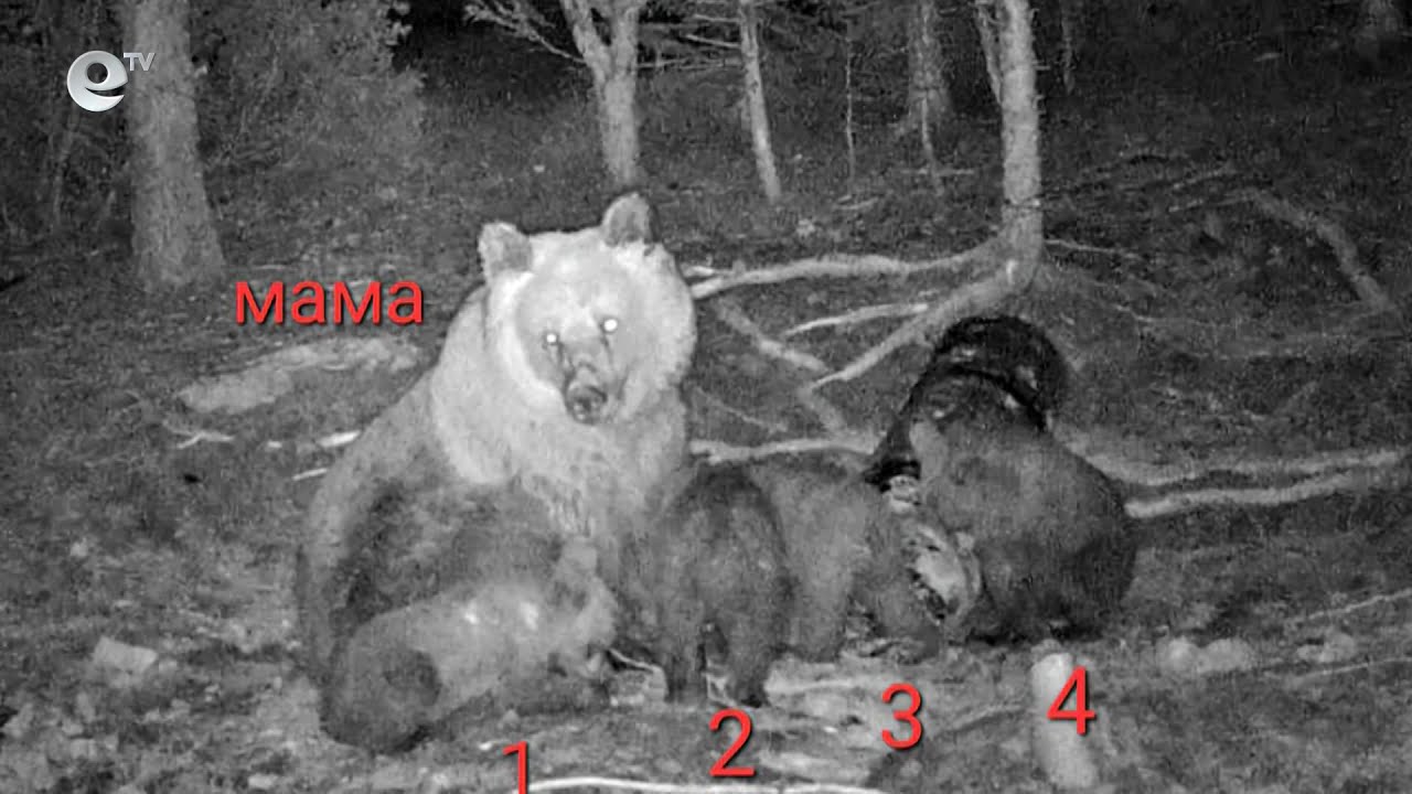 Феномен! Мечка роди и отглежда едновременно четири мечета