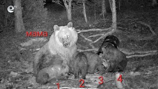 Феномен! Мечка роди и отглежда едновременно четири мечета