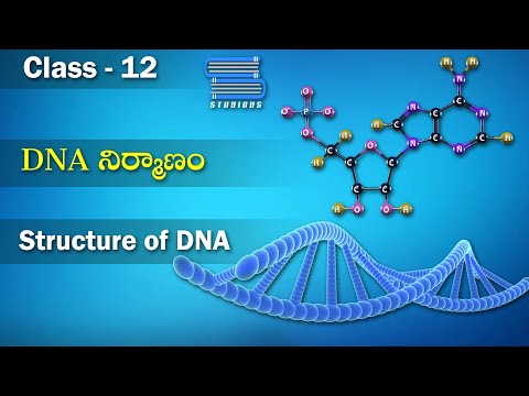 DNA నిర్మాణం Structure of DNA | Molecular Basis of Inheritance | Biology