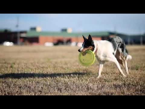 #The Playful Sniff dog.......