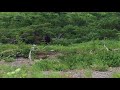 Black Bear in Iturup, Russia Black Bear in Iturup, Russia