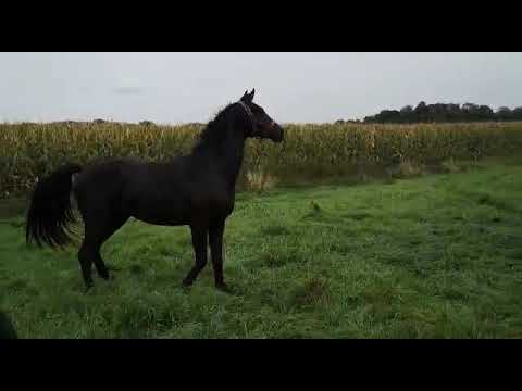 3 -jährige Stute Feinrich x Hohenstein  x Weltmeyer