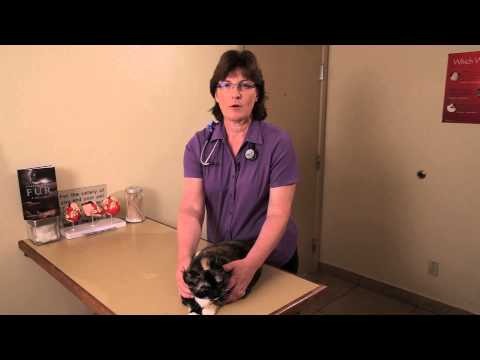 Cats With Cystitis : Cat Health