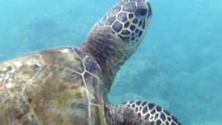 preview picture of video 'Wendy snorkeling with turtle..end vidoe 3/2/08 Hanauama Bay'