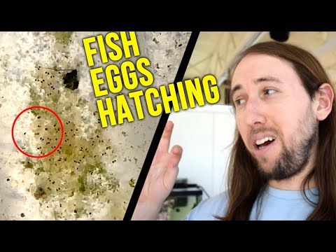 Rosy Red Minnow Eggs Hatching ON CAMERA!