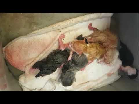 New Born Kittens Umbilical Cord Cutting