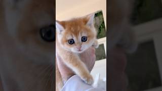 The chinchillas have been overthrown!!! @Imthe_annag @LVFurnitureCollection