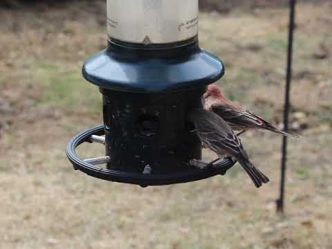 30 March 2019 - sunflower seed feeder - Part 1 of 4