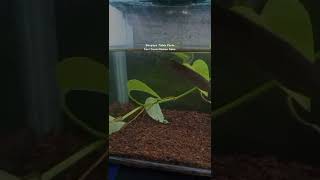 Download lagu Story' Wa Kata-Kata Versi Ikan Channa Andrao mp3