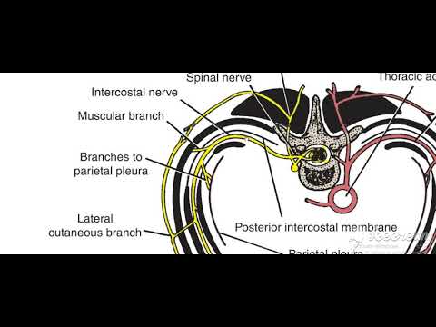 Thoracic cage