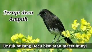 Download lagu terapi decu gacor | suara terapi decu gacor mp3
