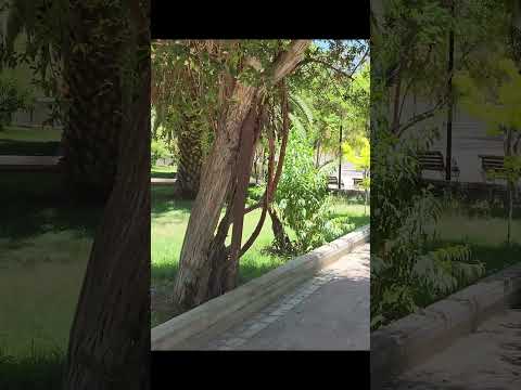 Entrando a la Plaza de Pueblo Viejo 🐦🌳🌿- Punitaqui - Cuarta Region - Coquimbo - Chile #shorts