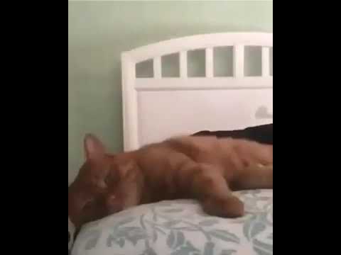 calcoli nella prostata inoltre nella vescica remix youtube