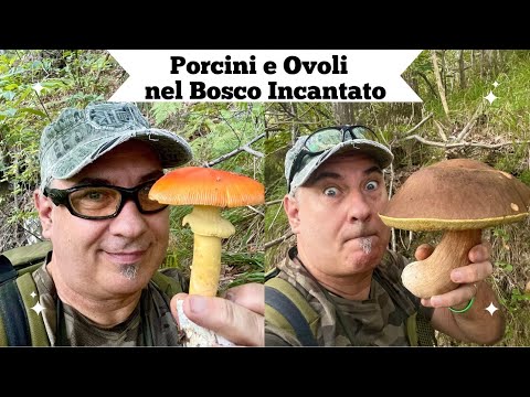 Porcini and Chanterelles in the magical forest - mushrooms 2025 #mushroommagic #nature #fungi