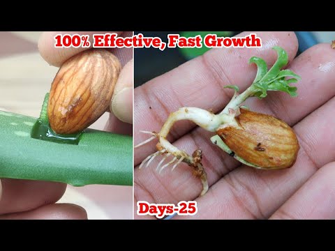 Almond Growing - An Effective Way To Grow Almond Plant At Home#TropicalAlmond