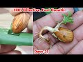 Almond Growing An Effective Way To Grow Almond Plant At Home TropicalAlmond