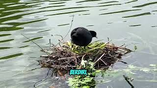 Download lagu Burung Mandar Mulai Bikin Sarang mp3