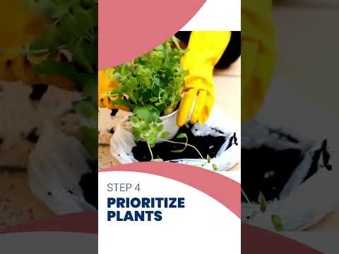 SPL Extra   Boost Curb Appeal💡