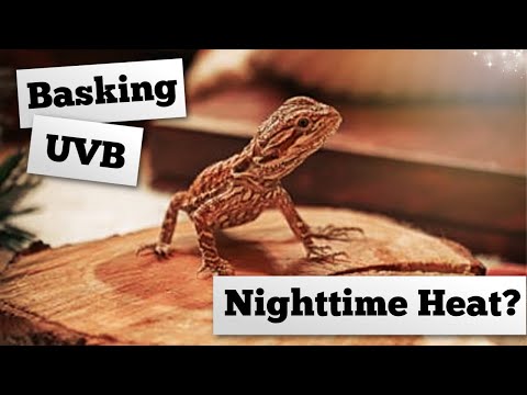 A Beginner Guide To Bearded Dragon Lights and Heat