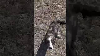 Video preview image #1 Australian Shepherd-Unknown Mix Puppy For Sale in Westwood, NJ, USA