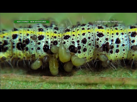 Amazing Earth: Laban ng mga insekto para sa prutas