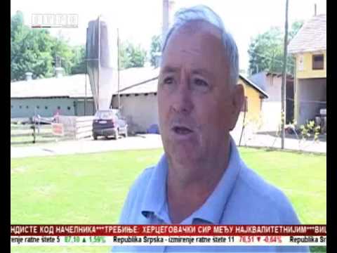 Srbac - farma pilića