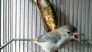 Download lagu Suara Kemade Betina Gacor Buat PANCINGAN Kemade Jantan Bikin Emosi mp3 Download lagu Suara Kemade Betina Gacor Buat PANCINGAN Kemade Jantan Bikin Emosi mp3