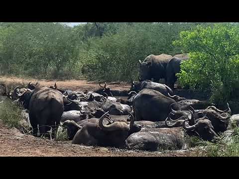 Rhino and Buffalo mud wallow