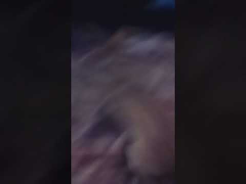 Perrito intentando bajar de la cama🐶🐕🐾