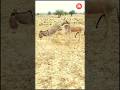 Animals Donkey Donkeykong Fighting