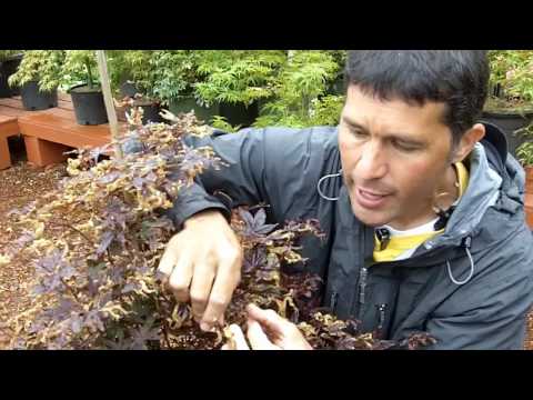 image-How do you treat Japanese maple fungus?