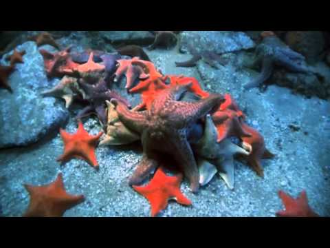 Shape of Life: Echinoderms - Sea Star Time lapse: Eating Dead Fish