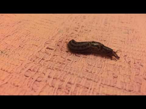 Slug Eating a Bug on a Rug