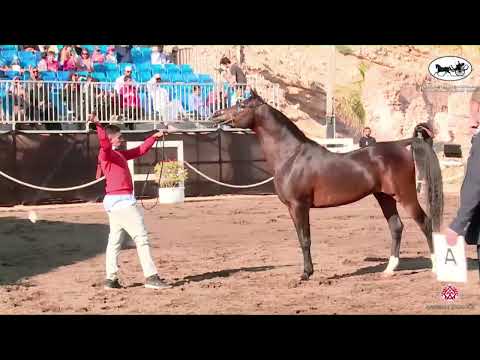 N 111 ABBAR AL BIDAYER   OMAN   Alrubatiya International Arabian Horse Championship   Stallions 10+