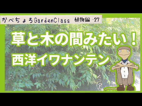 ワイルドワイン「エンゲルマンニ」 植物