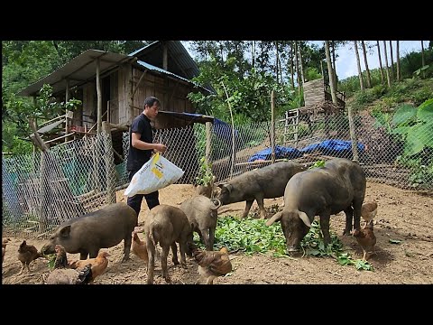 Survival instinct, wilderness alone, step by step perfecting the farm, building a life (EP 172)