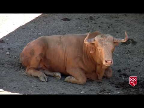 Saturday July 8 2017 encierro José Escolar Pamplona