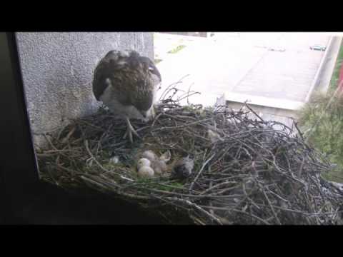 Red Tailed Hawks Baby Hatching