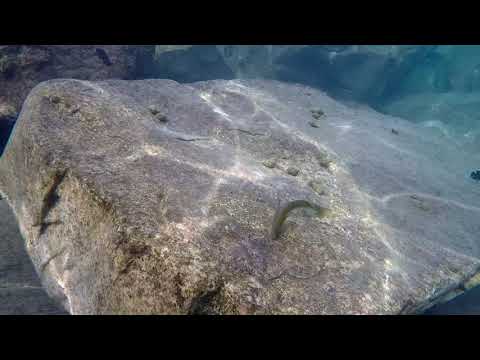 Ciclidi e Killi a Chituta