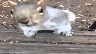 Download lagu JEROME JARREs Vine  MODERN SQUIRREL    By JEROME JARRE mp3