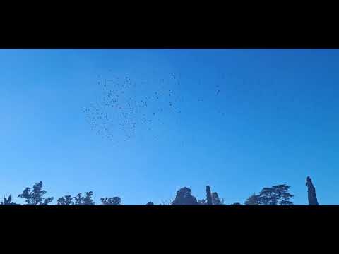 4-9-2026: Suelta del CIP desde Pergamino, Buenos Aires 