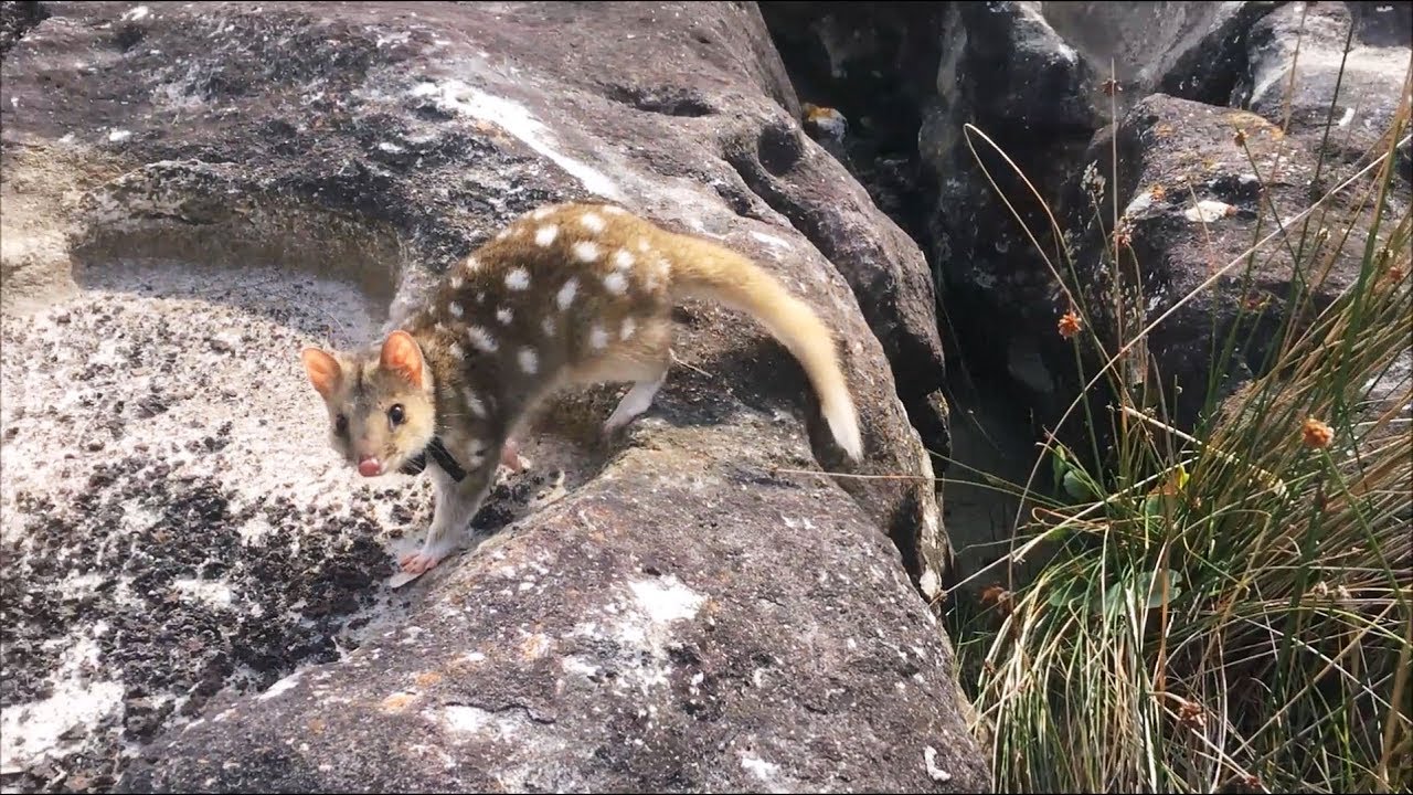 Pilot release of eastern quolls to the wild on the mainland