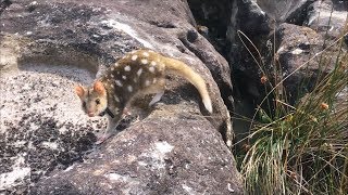 Pilot release of eastern quolls to the wild on the mainland