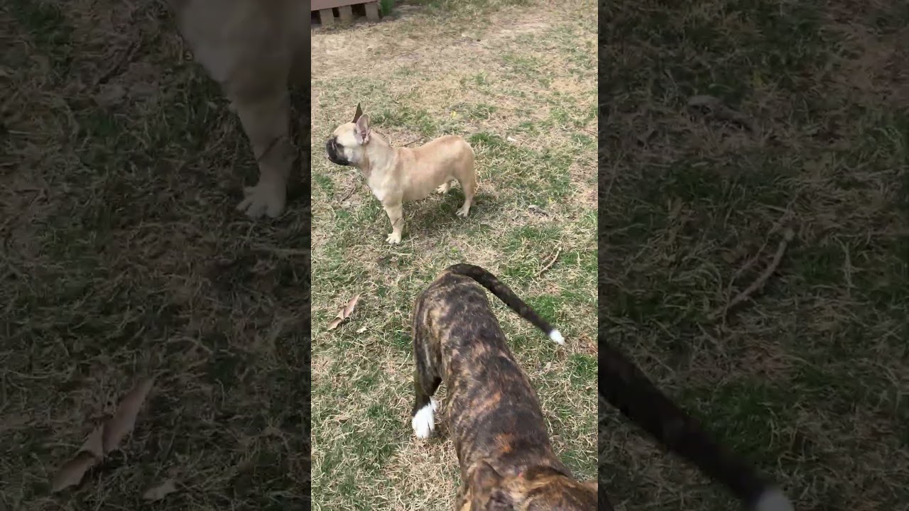 Enlarge Phoenix , a Adoptable mixed breed in West Greenwich , RI video 5/5