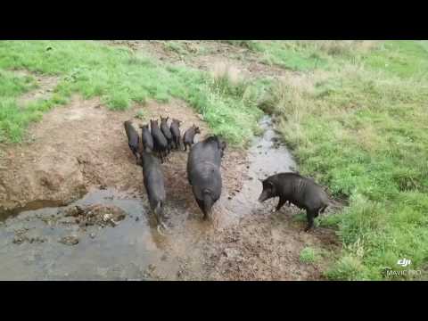 Drone Hunting NZ (#26) 200lb Boar!!