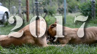 2017-es videó
