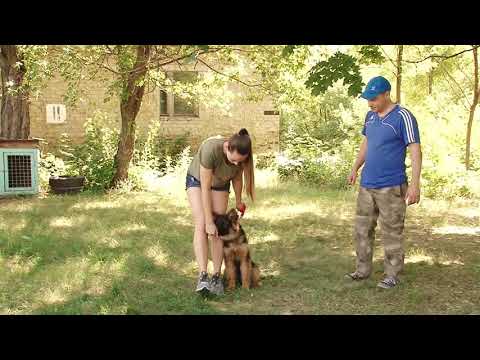Обучение щенка немецкой овчарки команде "Рядом!". Форман Мотор Сич.