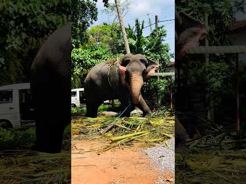 ❤️❤️❤️❤️❤️#elephant #nature #song #remix #punjabisong #1million #music